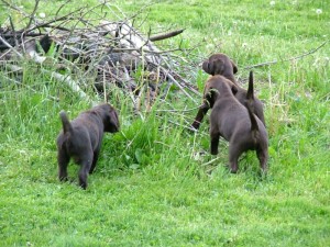 Picture 557