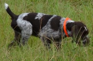 GermanWirehairpalmettonavhda